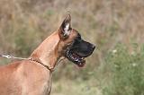 DOGUE ALLEMAND 945